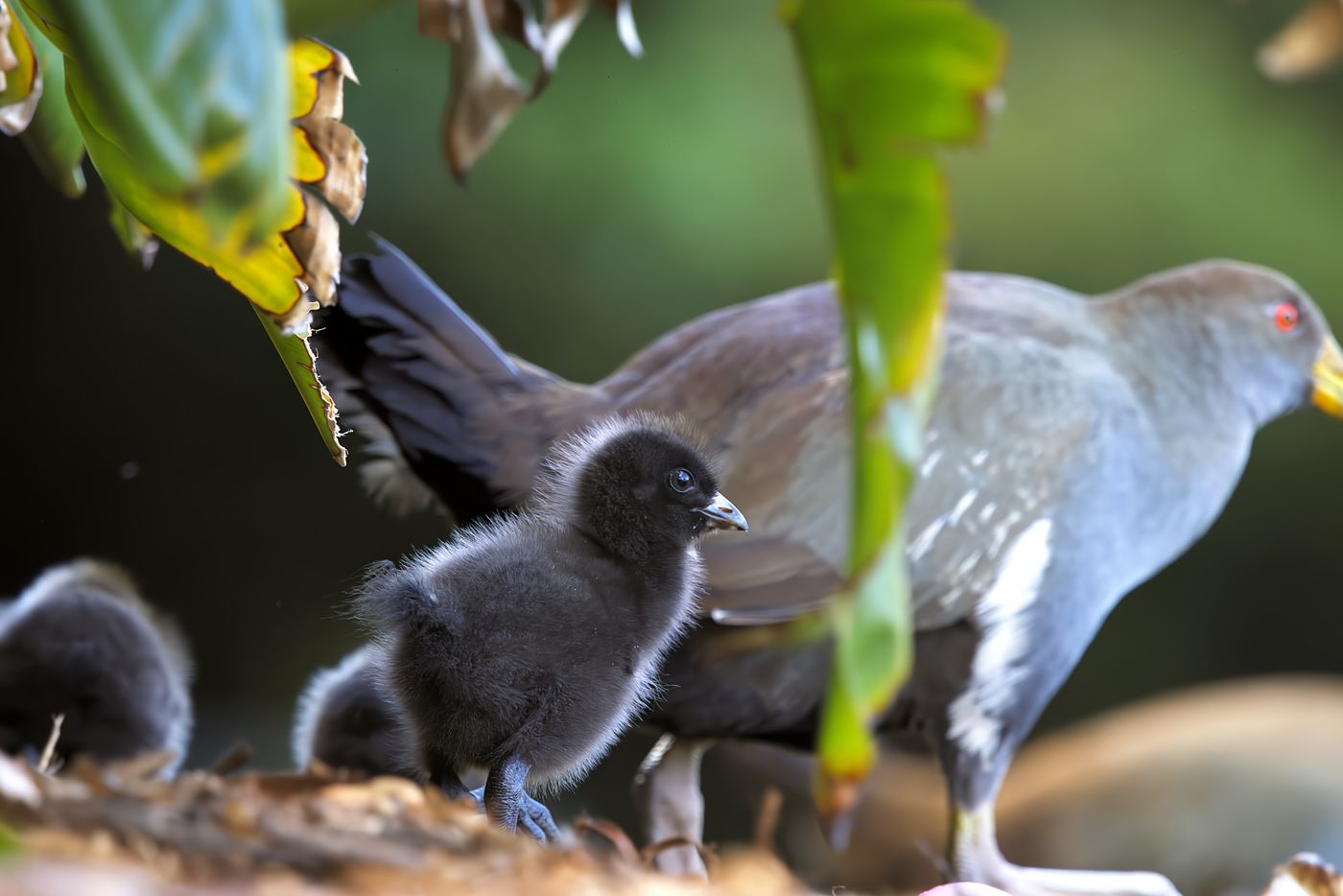 Tasmanian native hen © Jan Kelchtermans