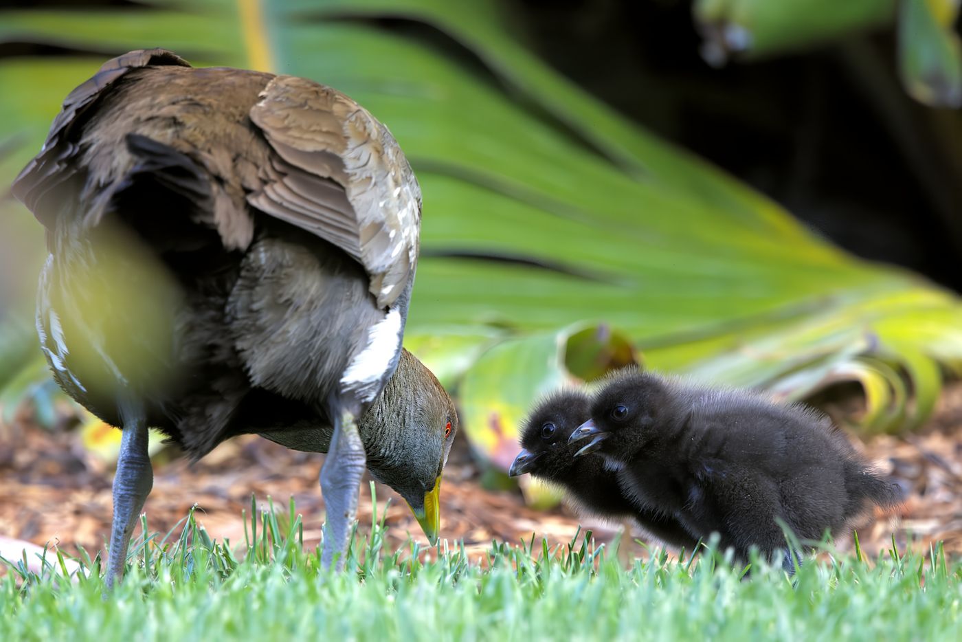 Tasmanian native hen © Jan Kelchtermans