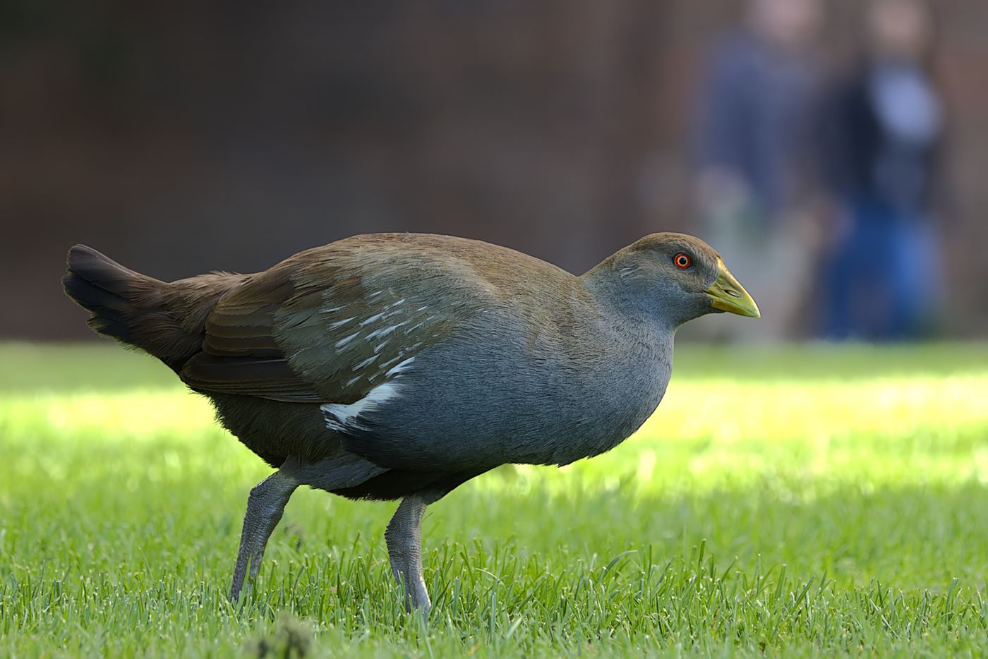 Tasmanian native hen © Jan Kelchtermans
