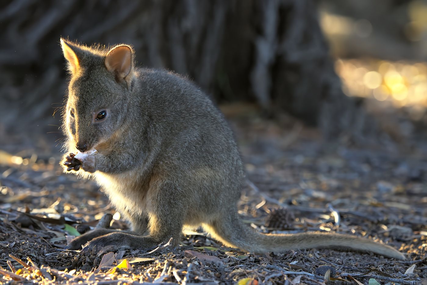Tasmanian pademelon © Jan Kelchtermans