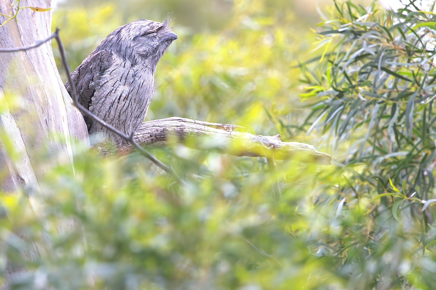 Tawny frogmouth © Jan Kelchtermans