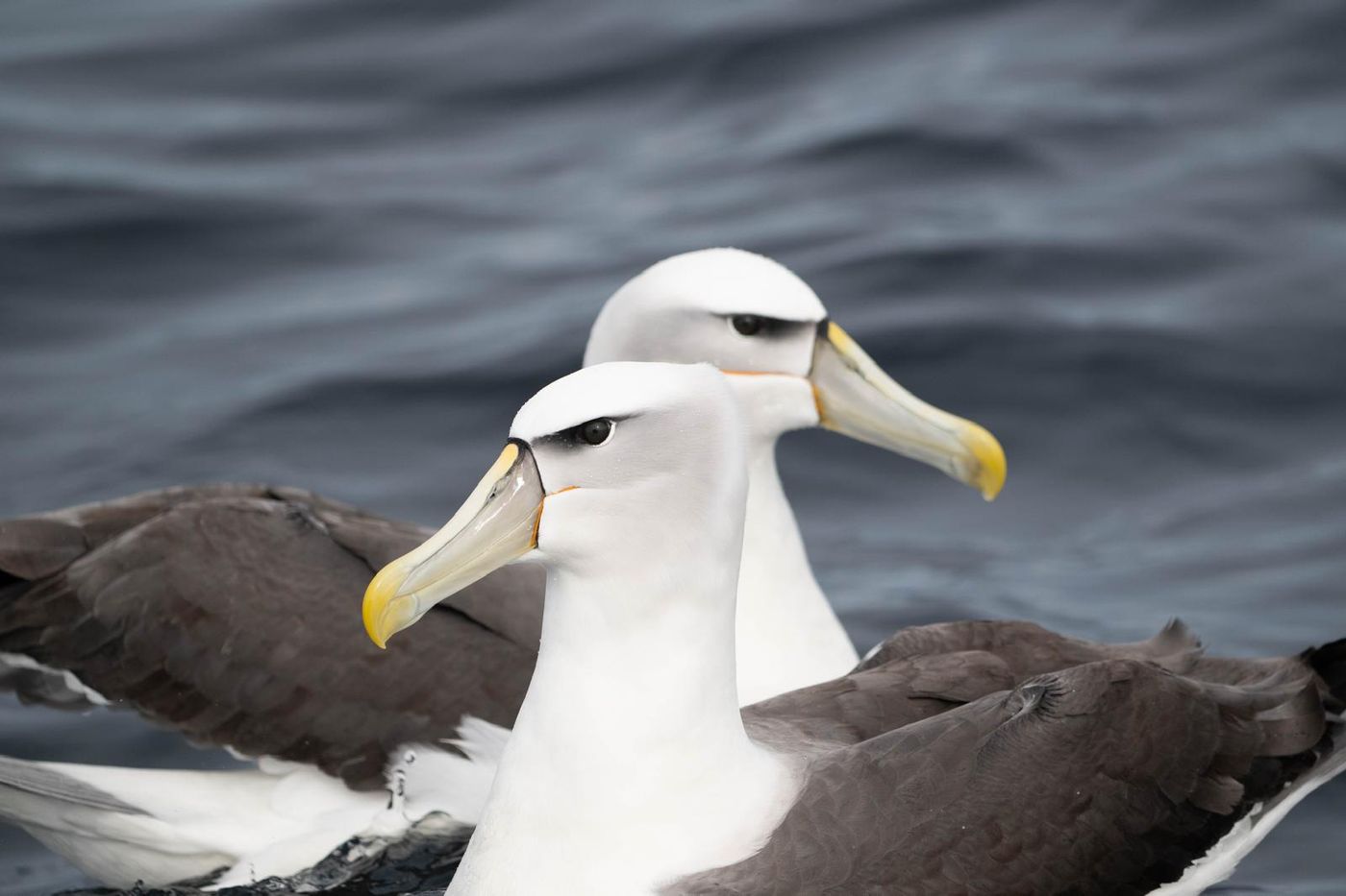 Shy Albatross (ondersoort White-capped Albatross) © Pascal Pilaat