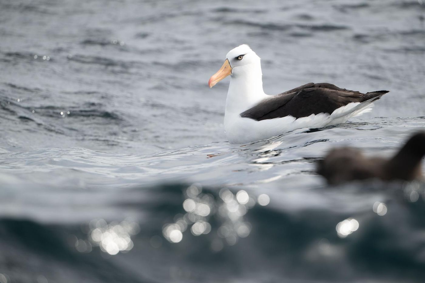 Black-browed Albatross (ondersoort Campbells Albatross) © Pascal Pilaat