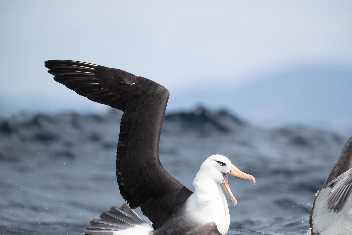 Black-browed Albatross (ondersoort Campbells Albatross) © Pascal Pilaat