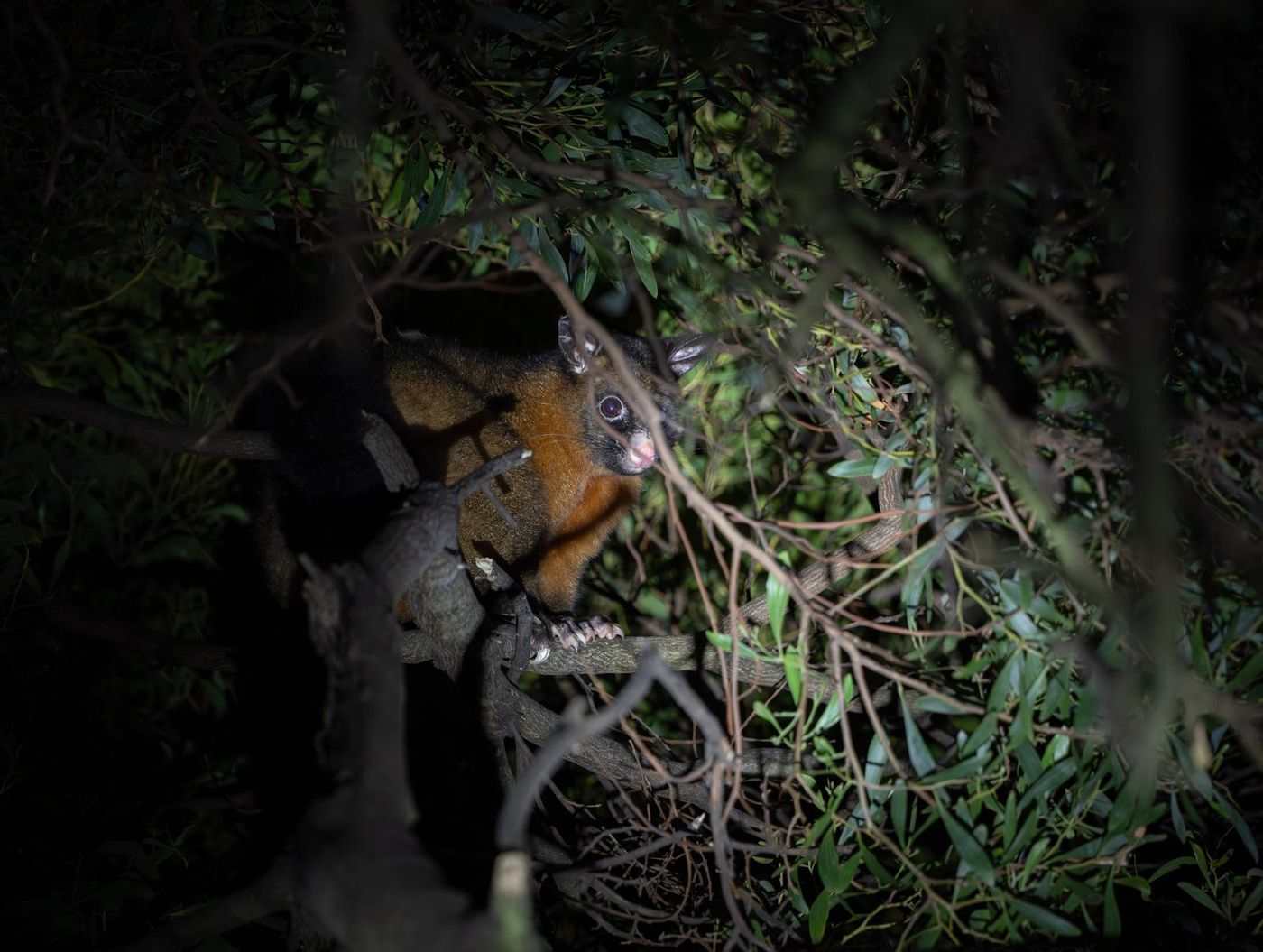 Common brushtail possum © Pascal Pilaat