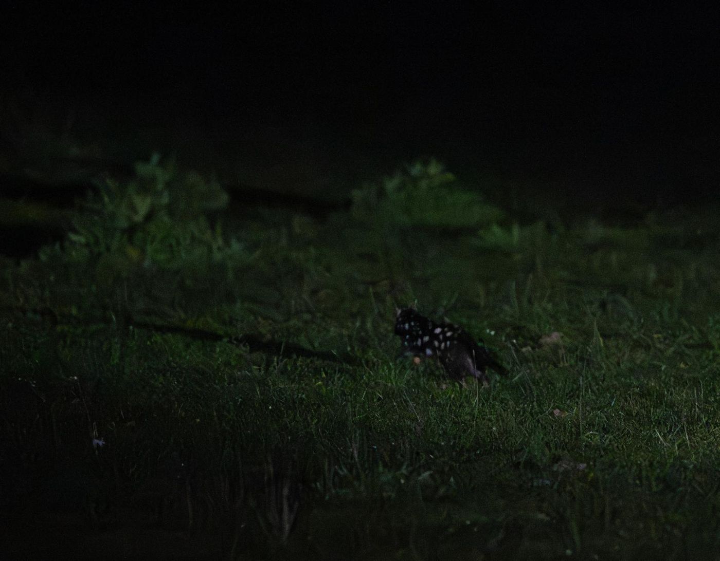 Eastern quoll © Pascal Pilaat