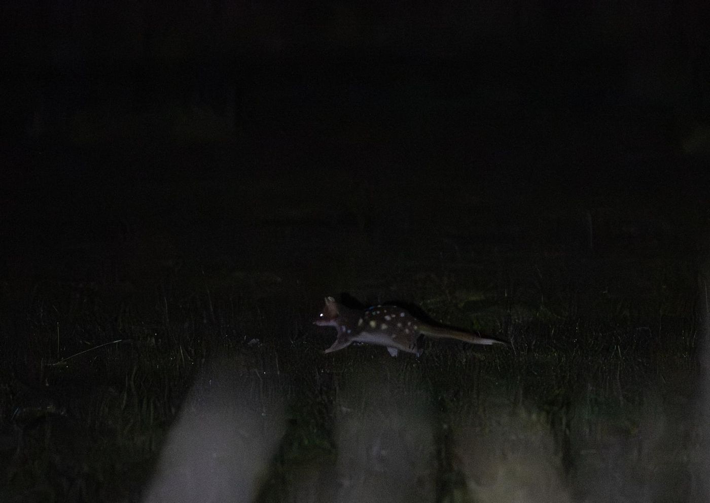 Eastern quoll © Pascal Pilaat