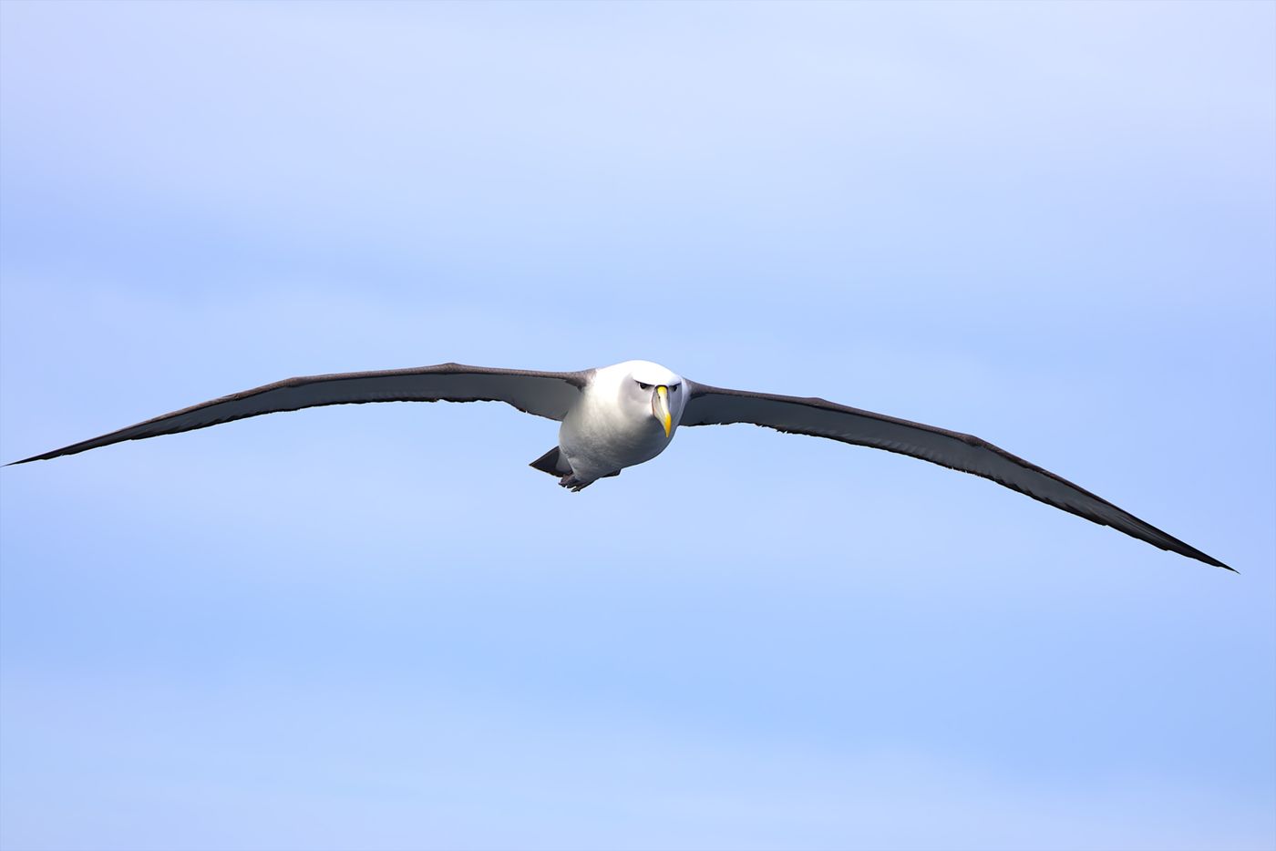 White capped albatross © Jan Kelchtermans