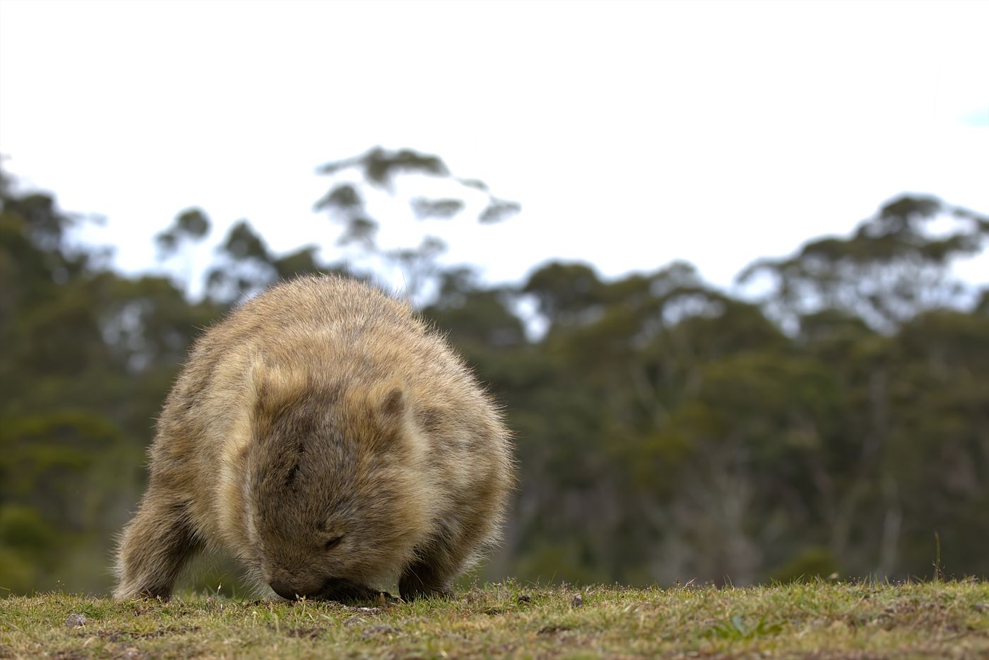 Wombat © Jan Kelchtermans