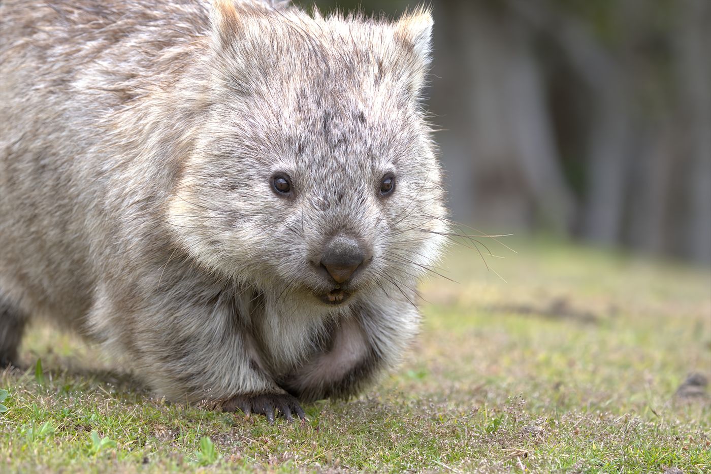 Wombat © Jan Kelchtermans