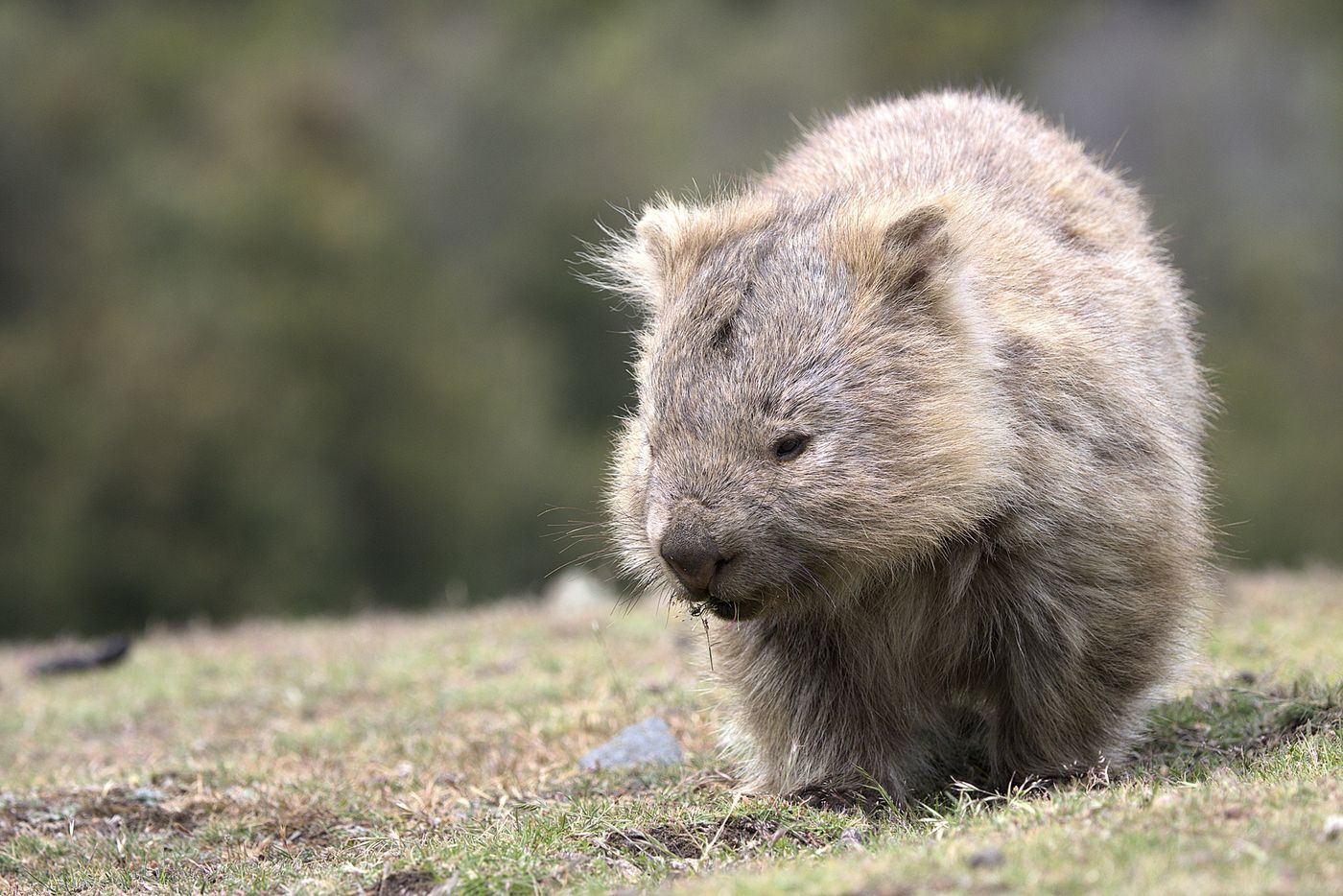 Wombat © Jan Kelchtermans