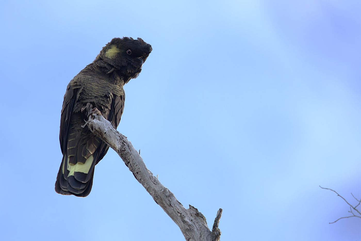 Yellow tailed cockatoo © Jan Kelchtermans