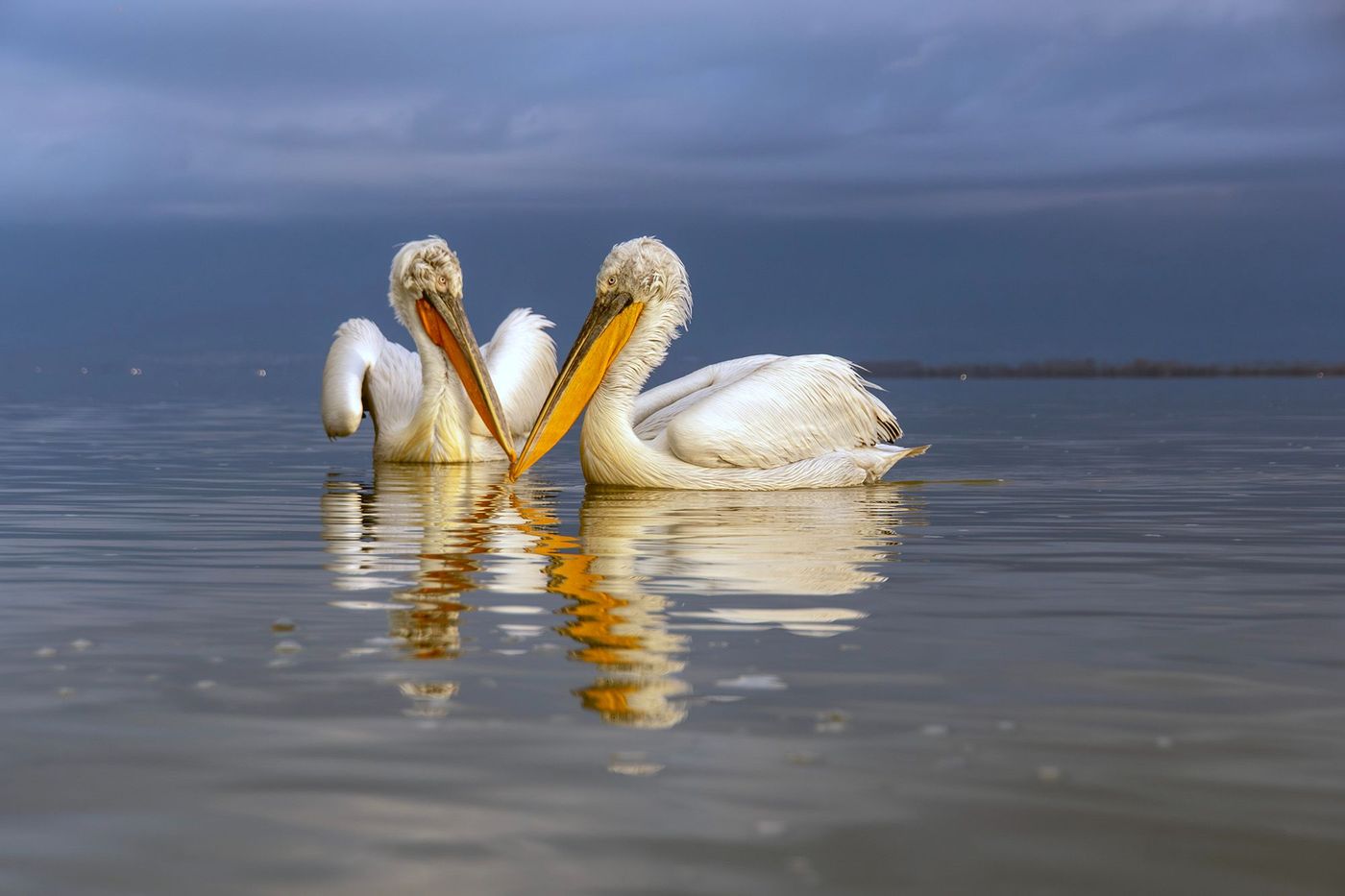 © Lieve Van Isacker