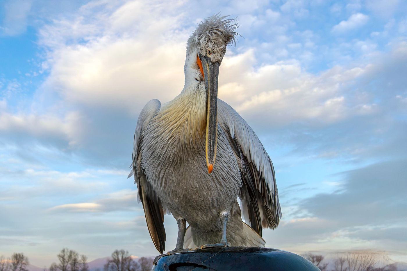 © Lieve Van Isacker