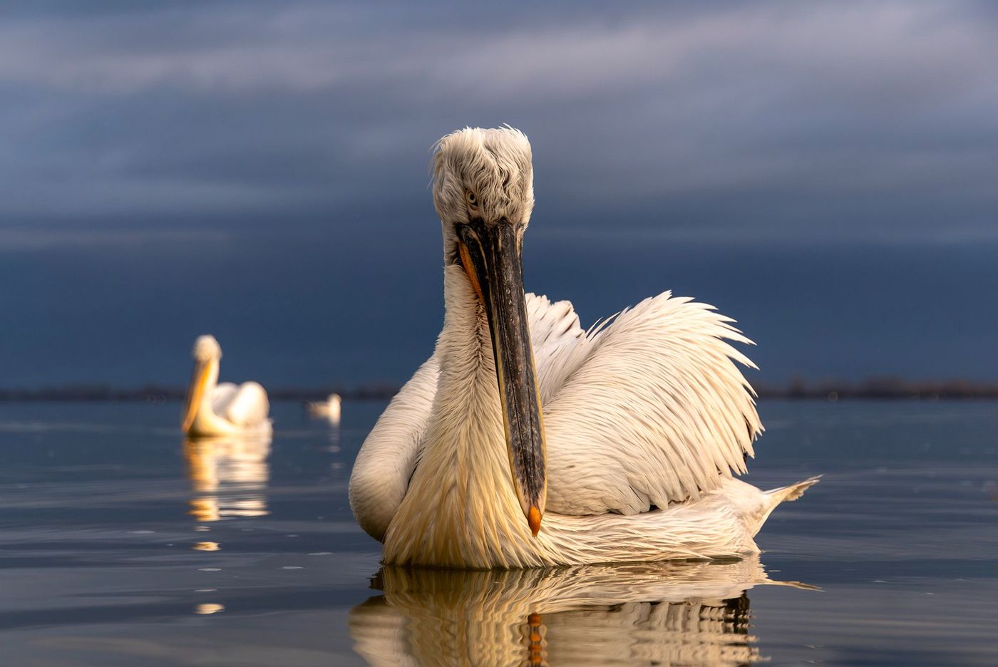 © Lieve Van Isacker