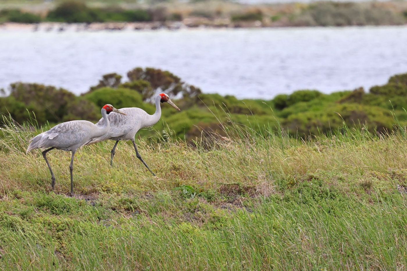 Brolga © Jan Kelchtermans