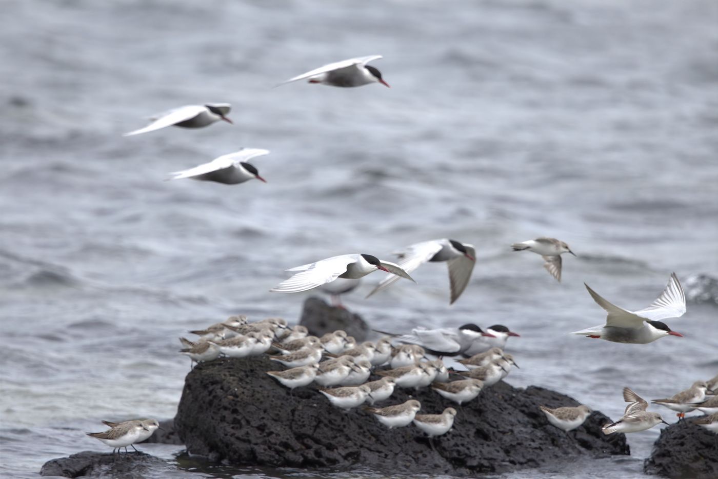 Whiskered tern and red-necked stint © Jan Kelchtermans