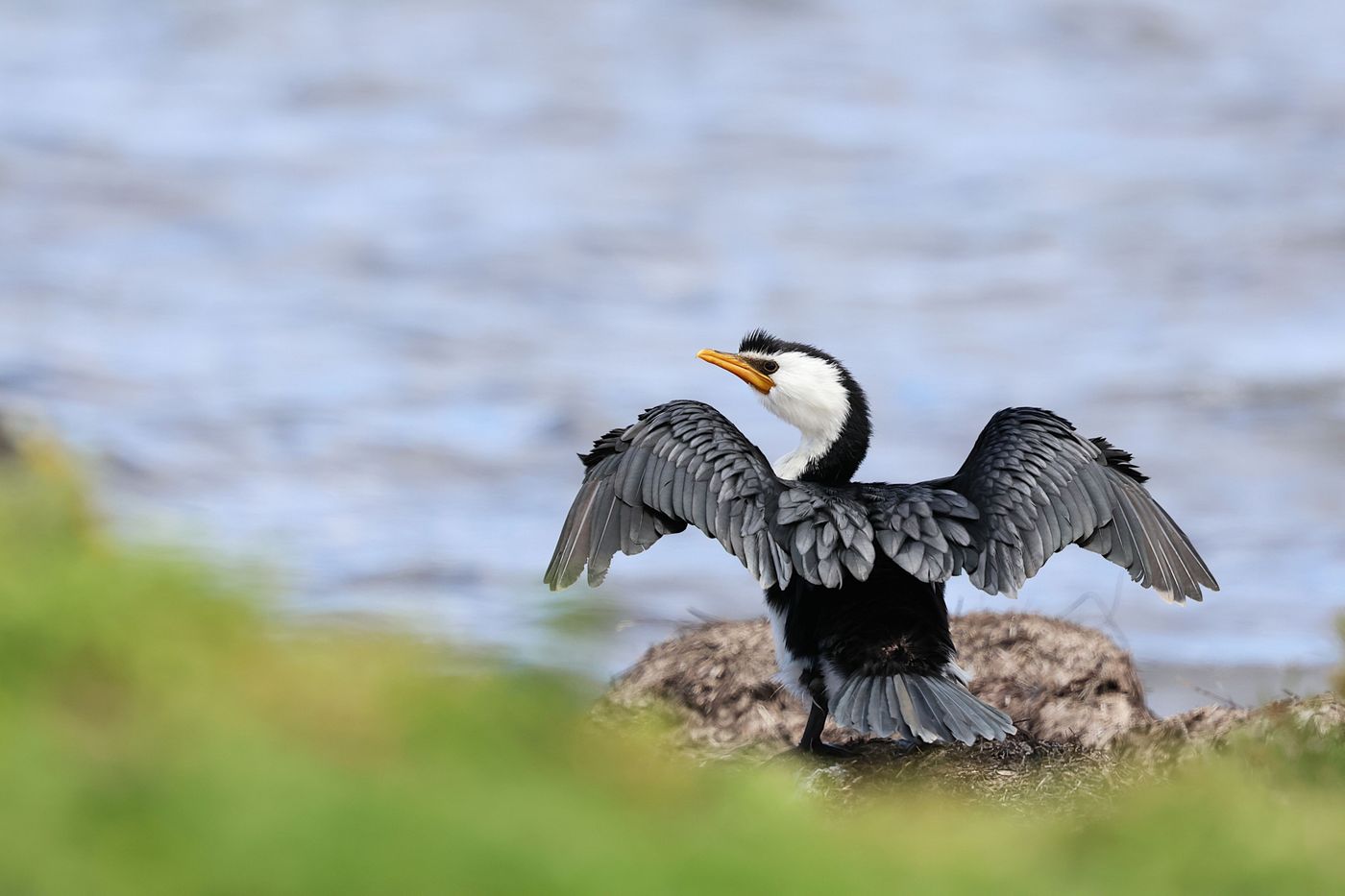 Little pied cormorant © Jan Kelchtermans