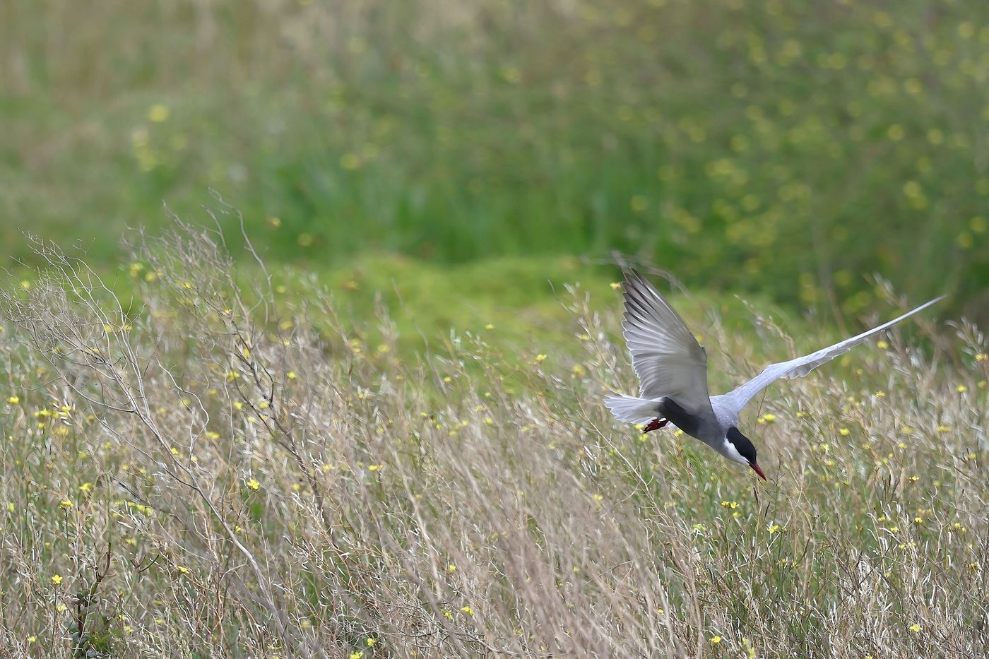 Whiskered tern © Jan Kelchtermans