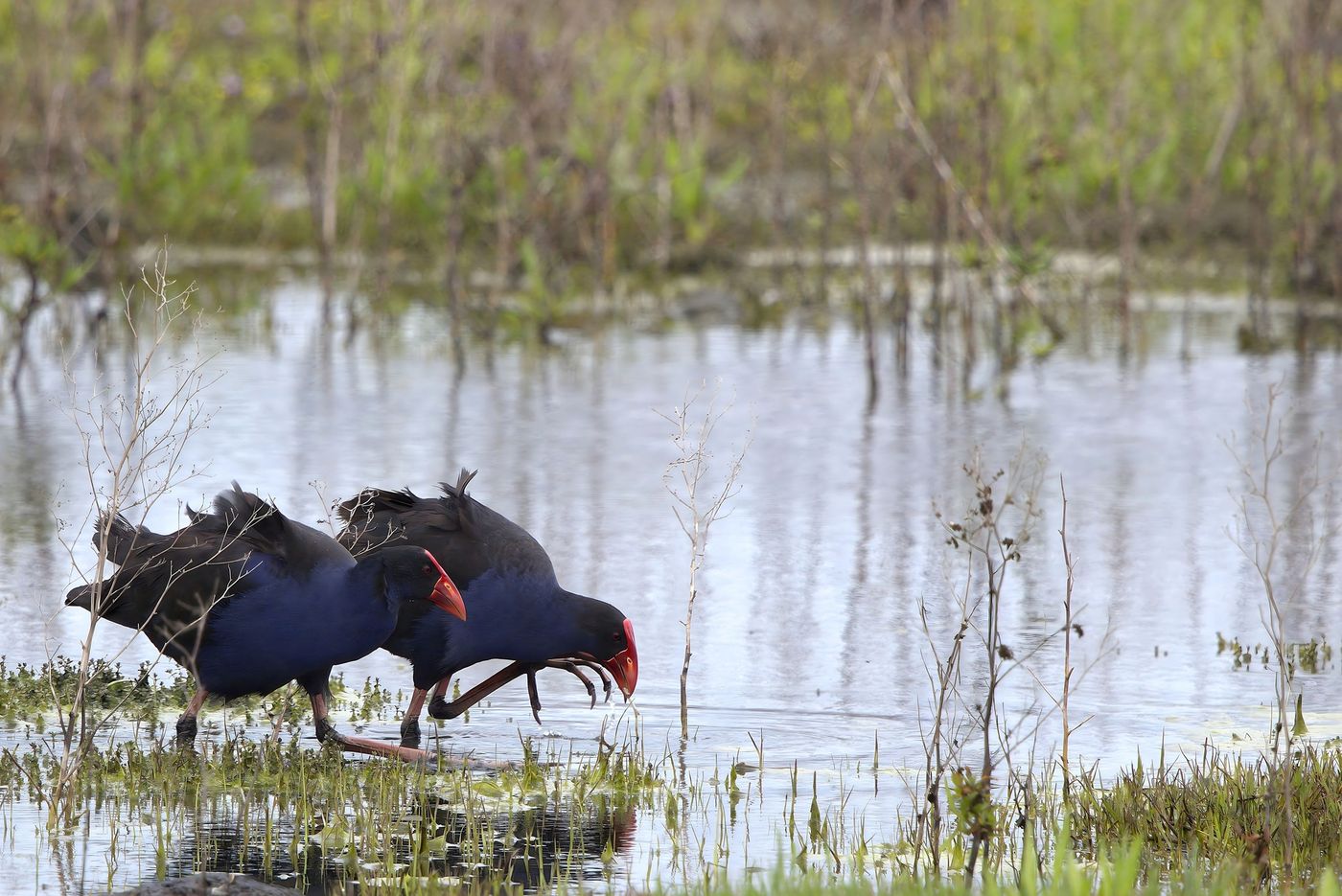 Purple swamphen © Jan Kelchtermans