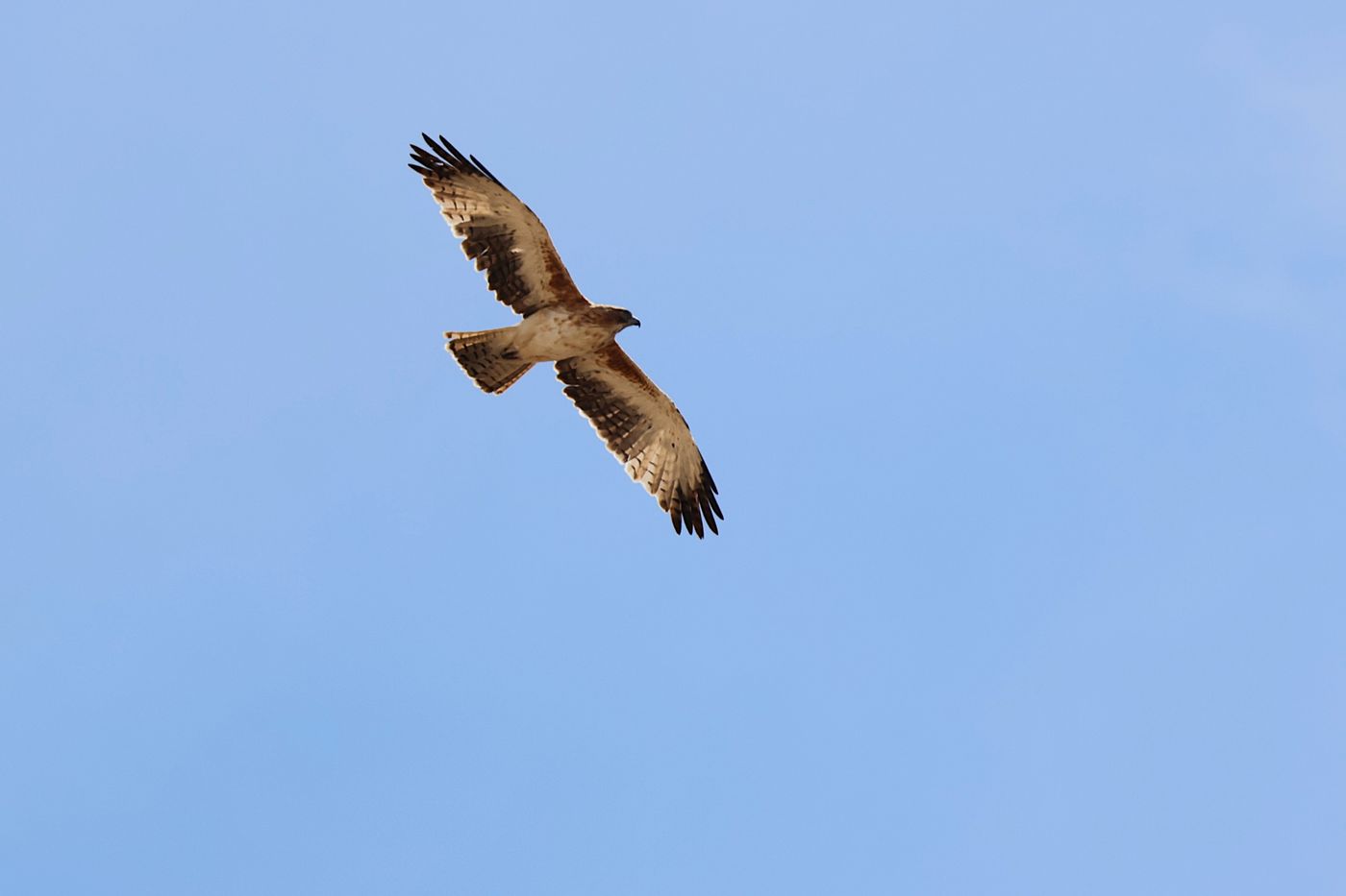Little eagle © Jan Kelchtermans