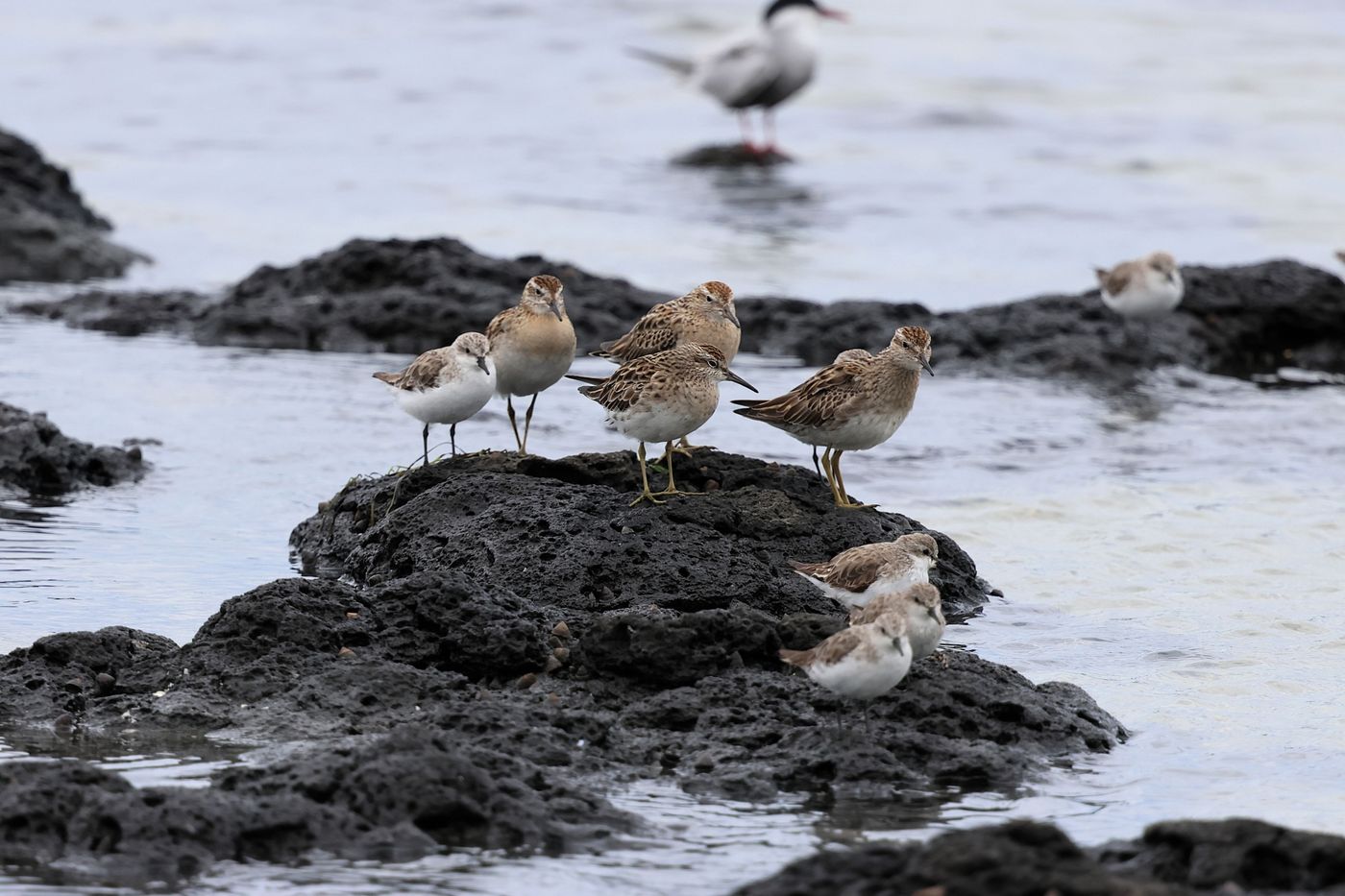 Sharp-tailed sandpiper © Jan Kelchtermans