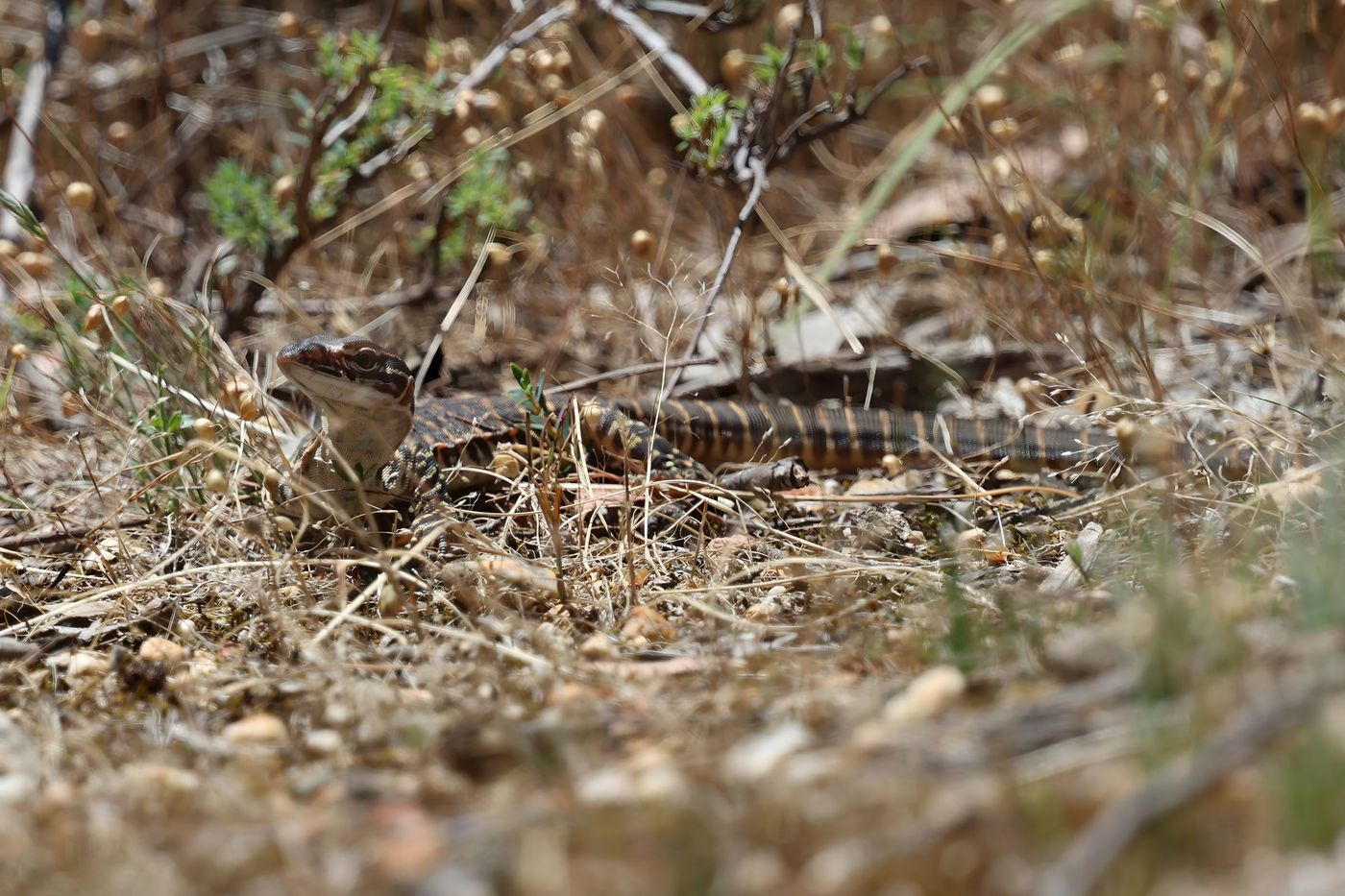 Sand monitor © Jan Kelchtermans