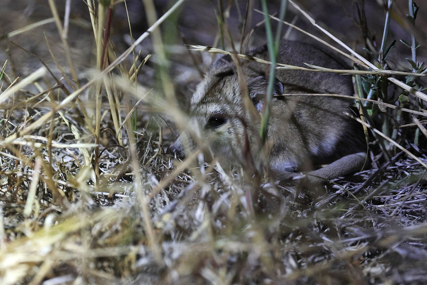 Fat-tailed dunnart © Jan Kelchtermans