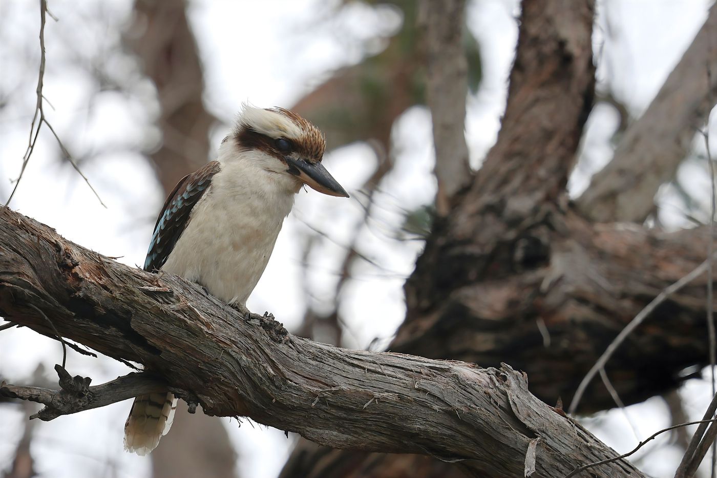 Laughing kookaburra © Jan Kelchtermans