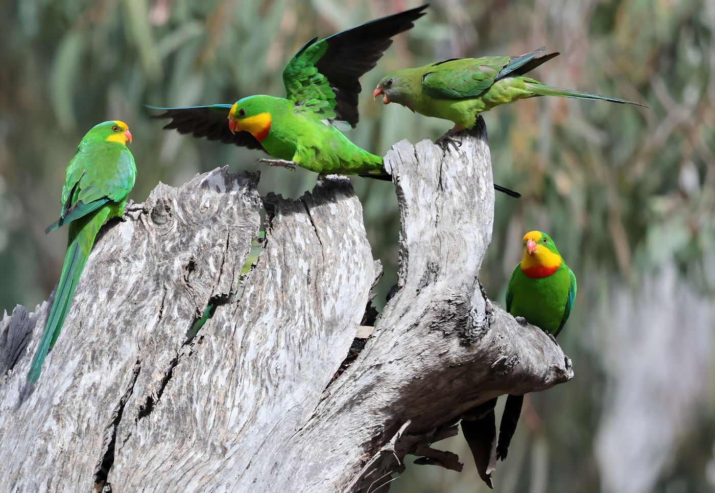 Superb parrot © Jan Kelchtermans