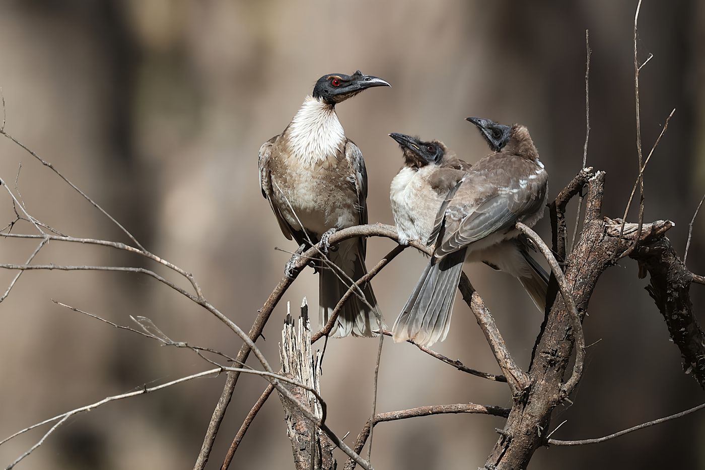 Noisy friarbird © Jan Kelchtermans