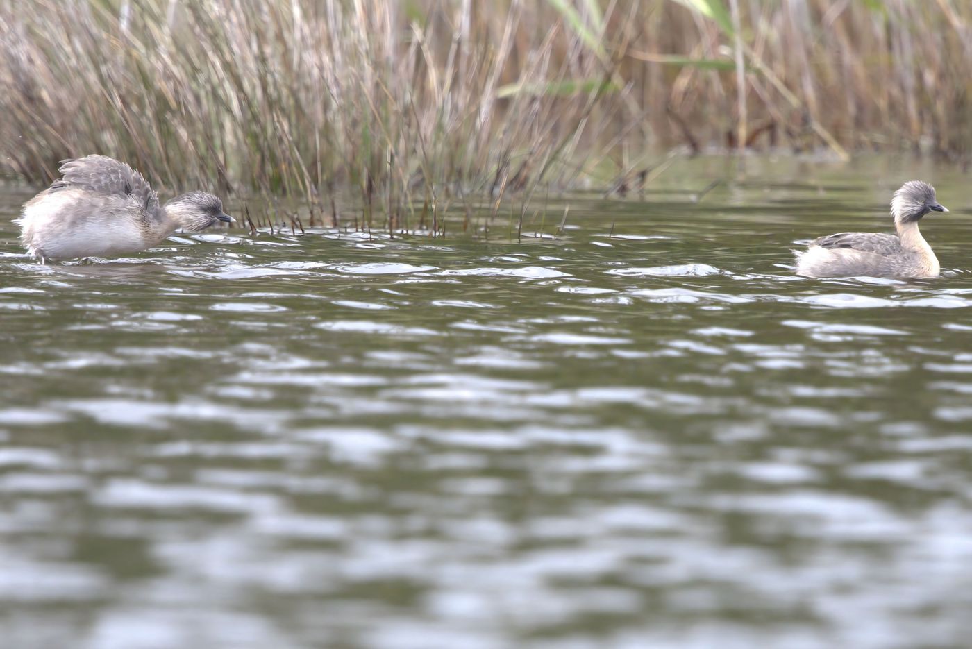 Hoary-headed grebe © Jan Kelchtermans