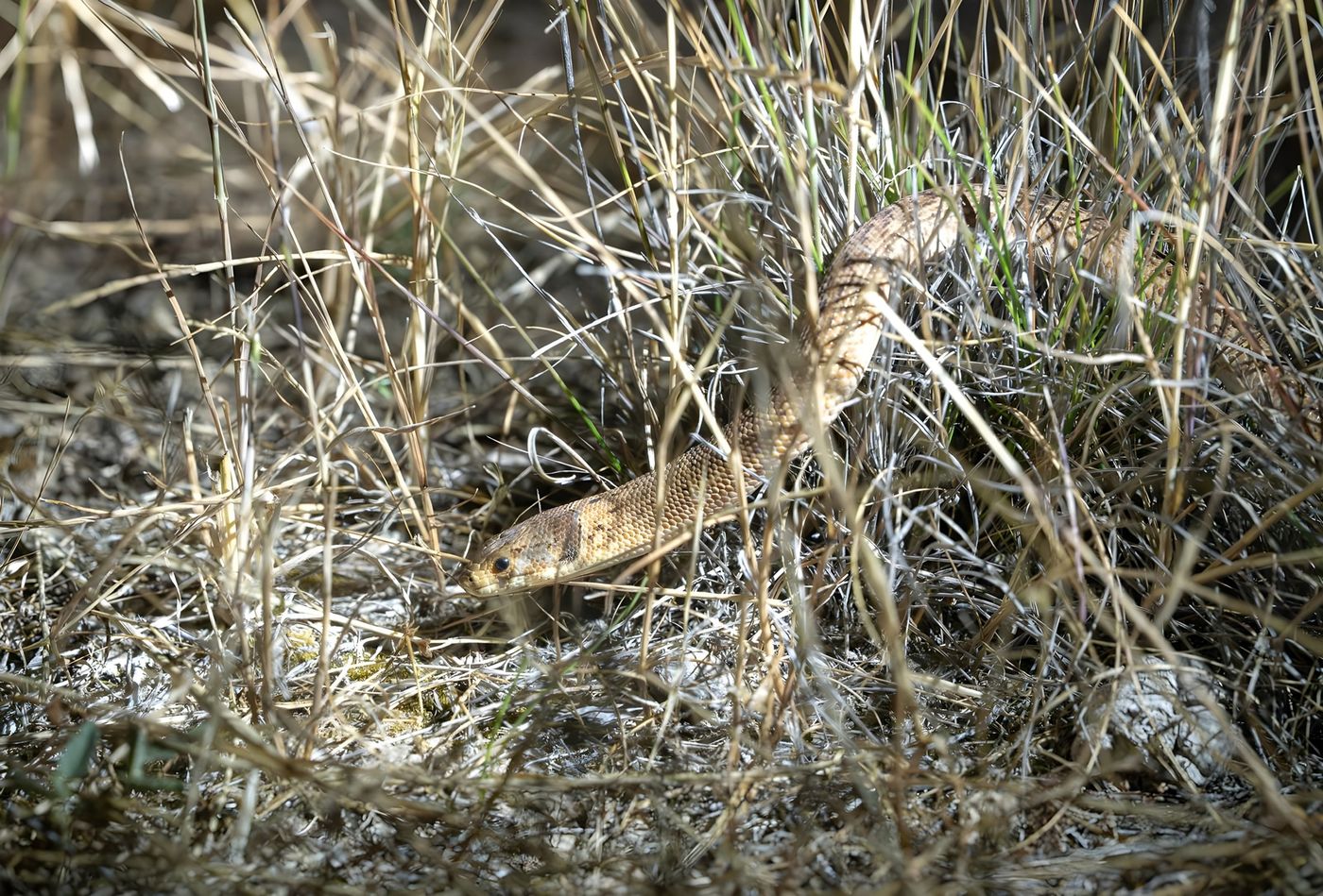 Hooded scaly-foot © Pascal Pilaat