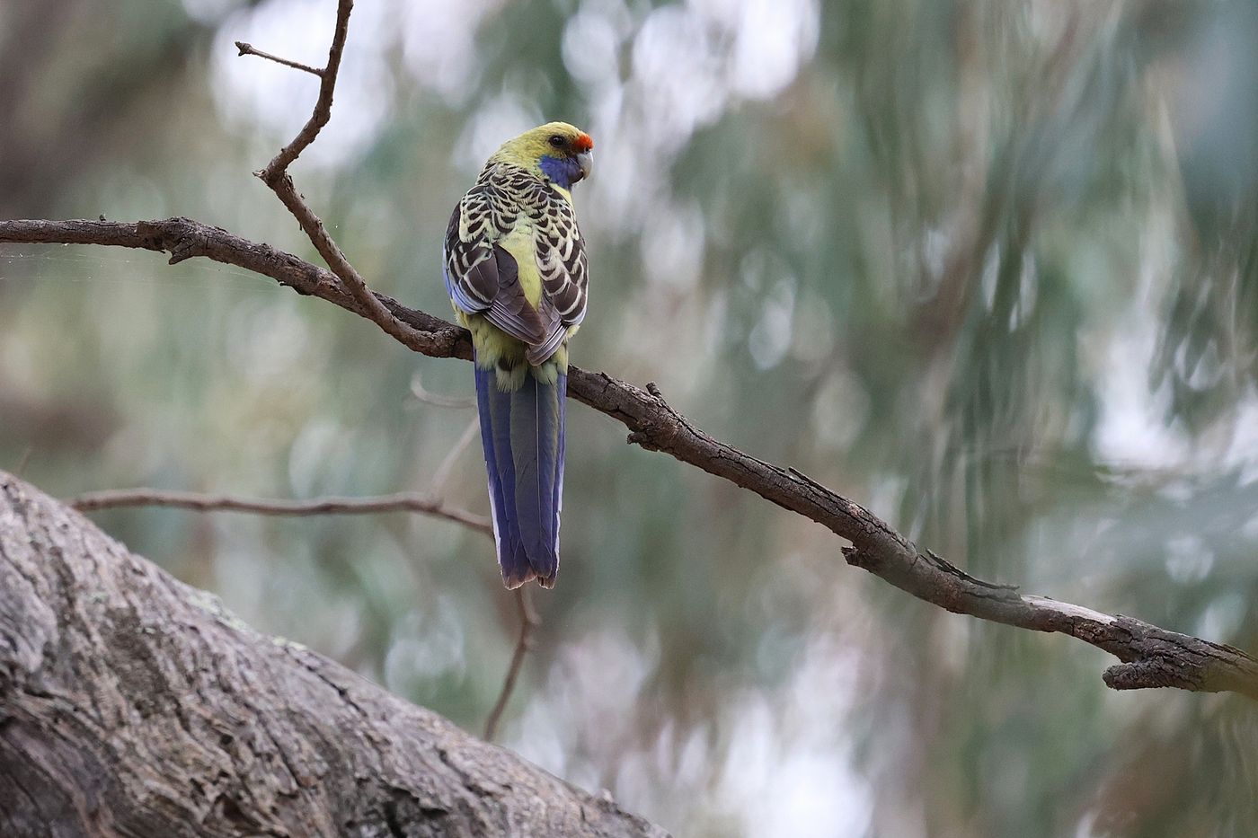 Yellow rosella © Jan Kelchtermans