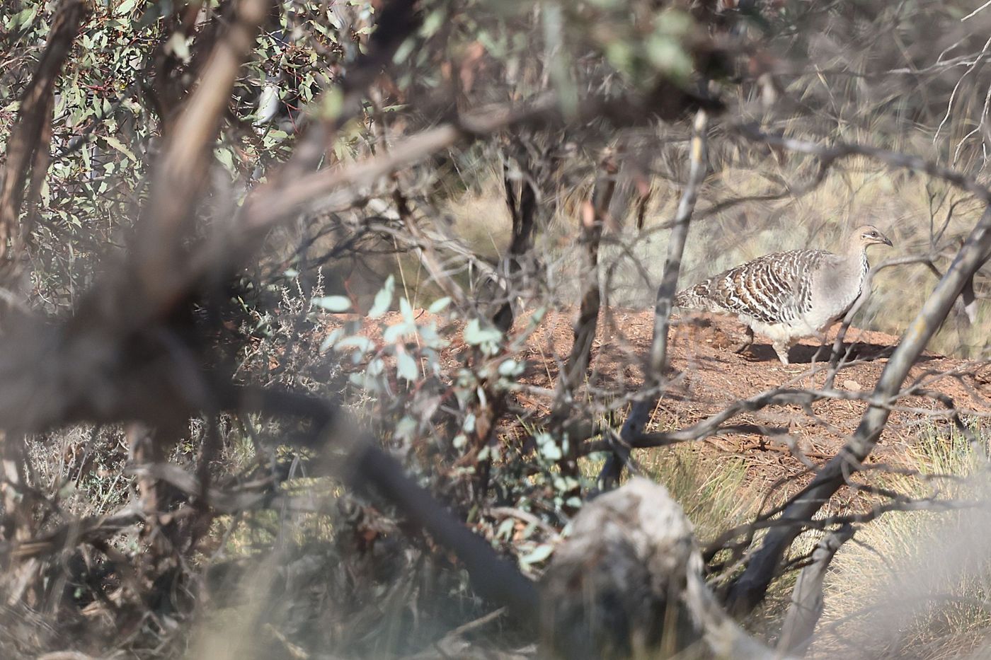 Malleefowl © Jan Kelchtermans