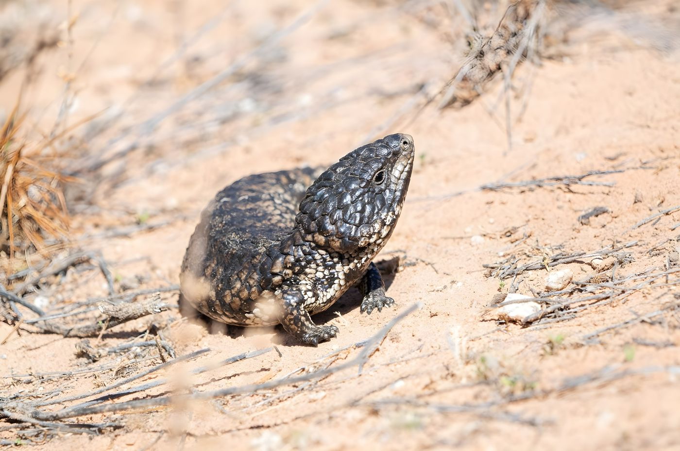 Shingleback lizard © Pascal Pilaat