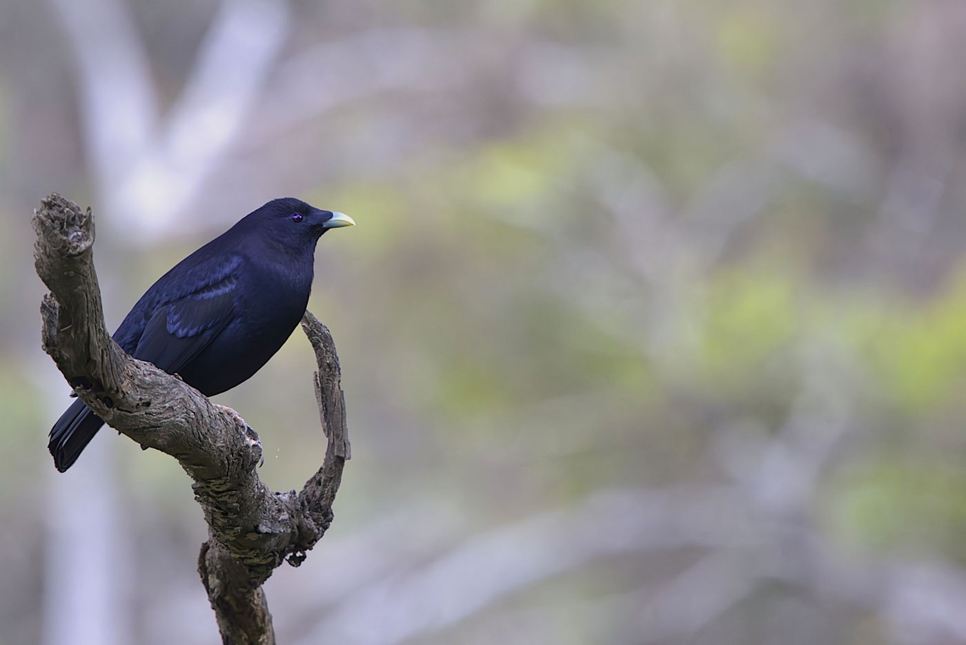 Satin bowerbird © Jan Kelchtermans