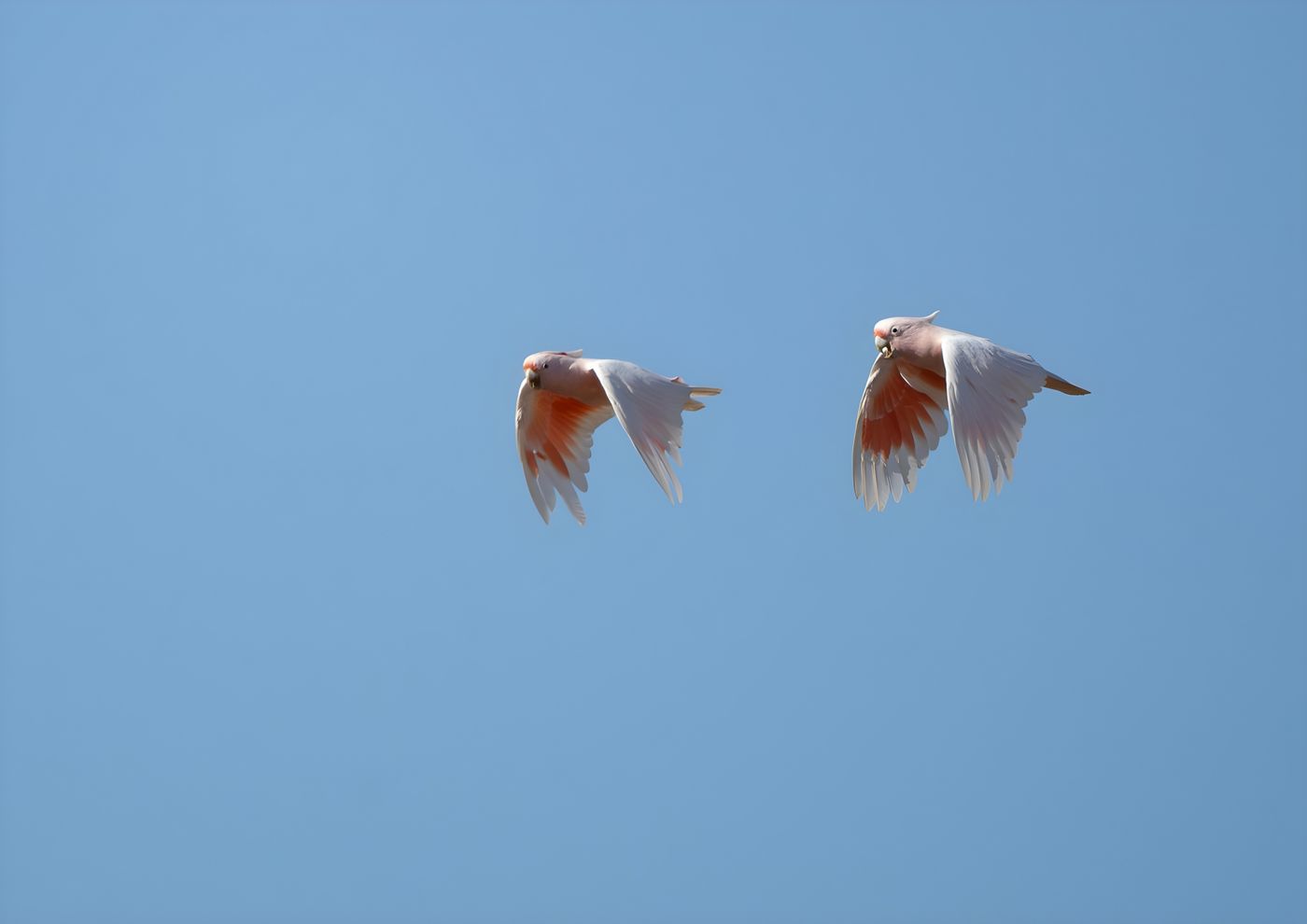 Major Mitchell's cockatoo aka pink parrot © Pascal Pilaat