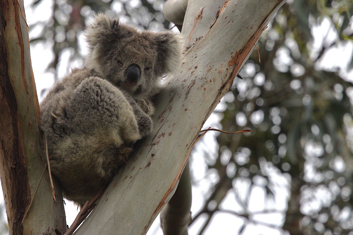 Koala © Jan Kelchtermans
