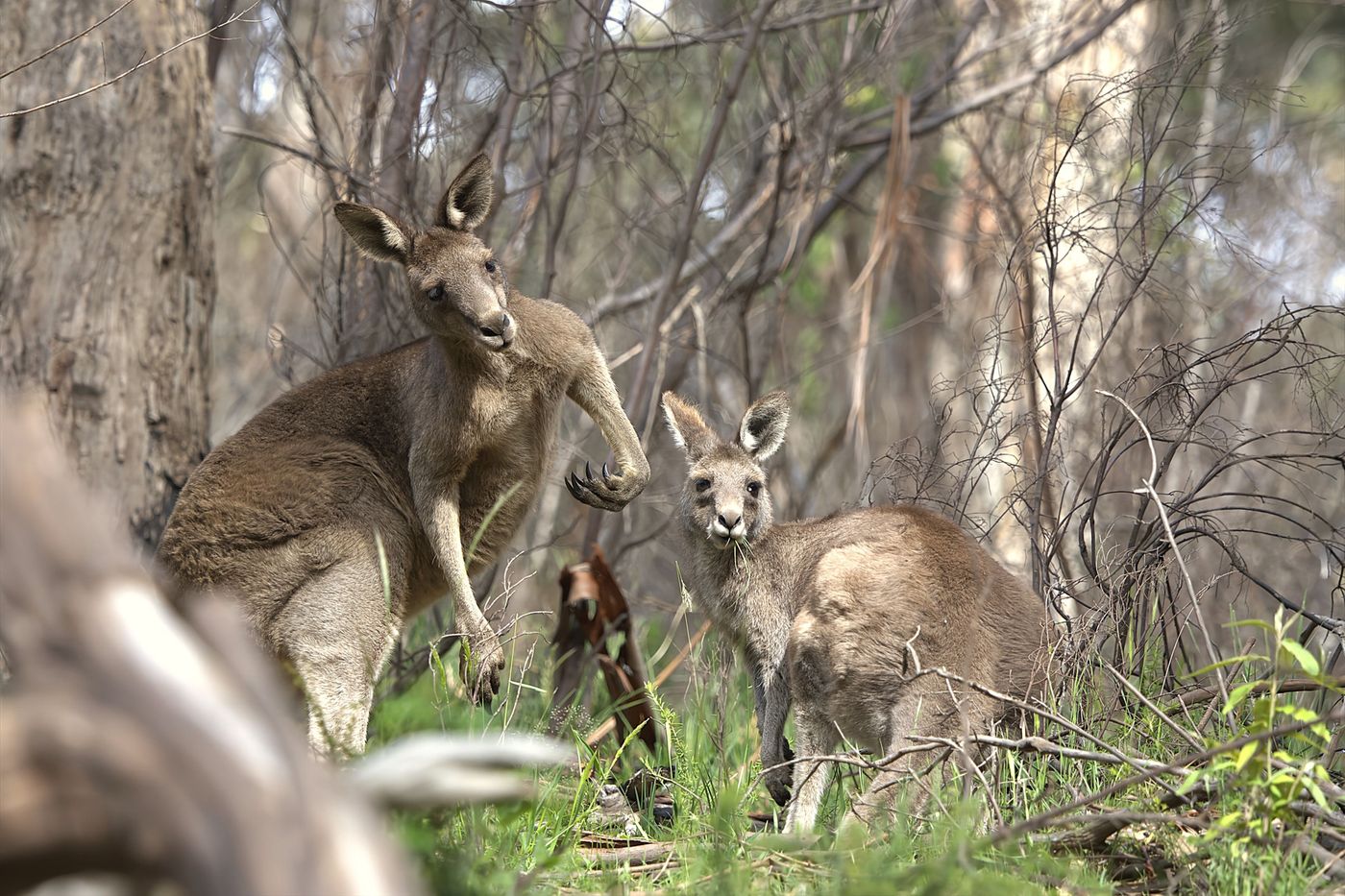 Eastern grey kangaroo © Jan Kelchtermans