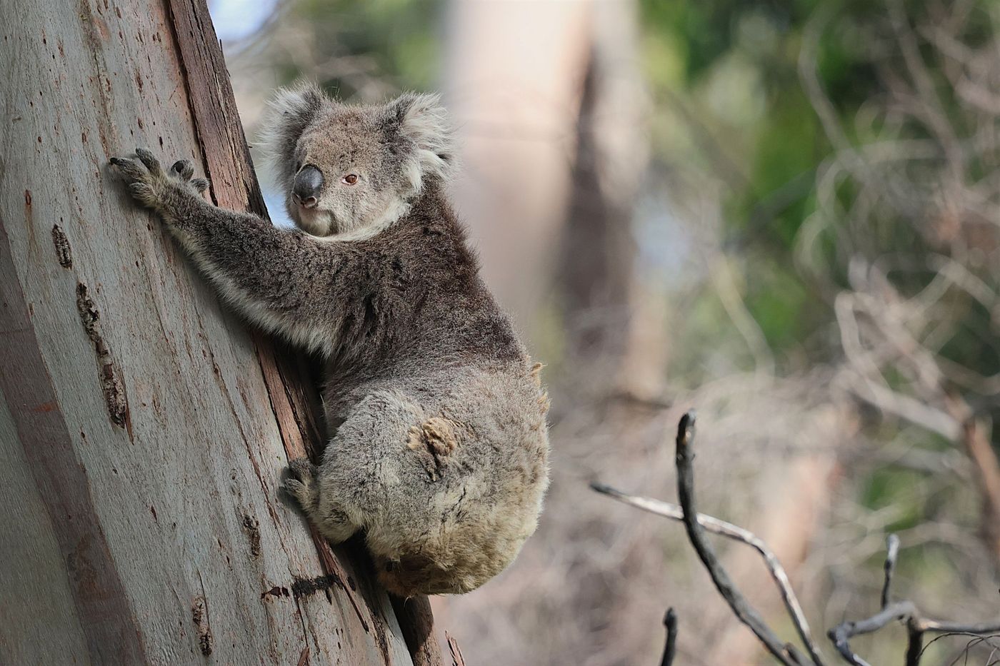 Koala © Jan Kelchtermans
