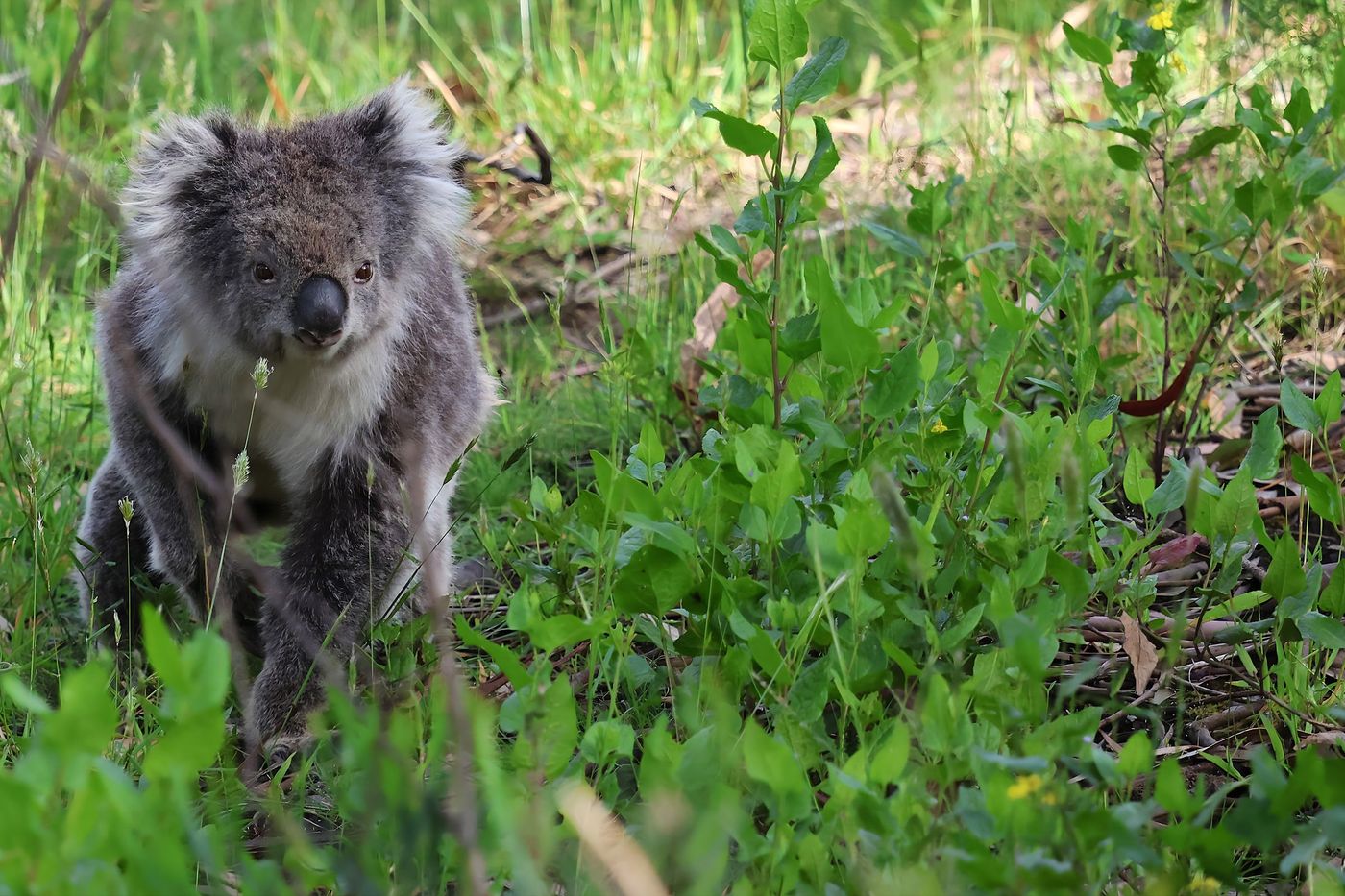 Koala © Jan Kelchtermans
