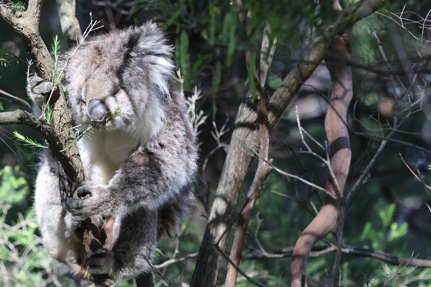 Koala © Jan Kelchtermans