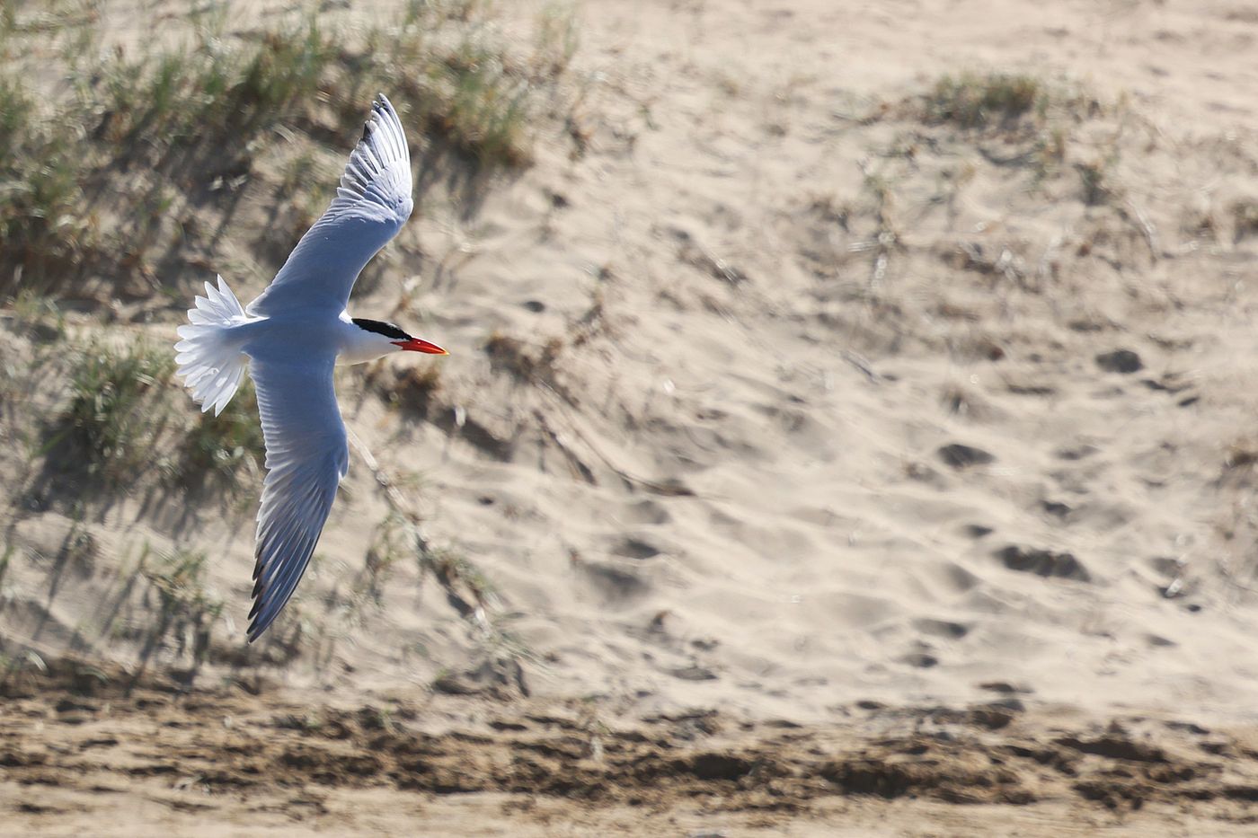 Capsian tern © Jan Kelchtermans