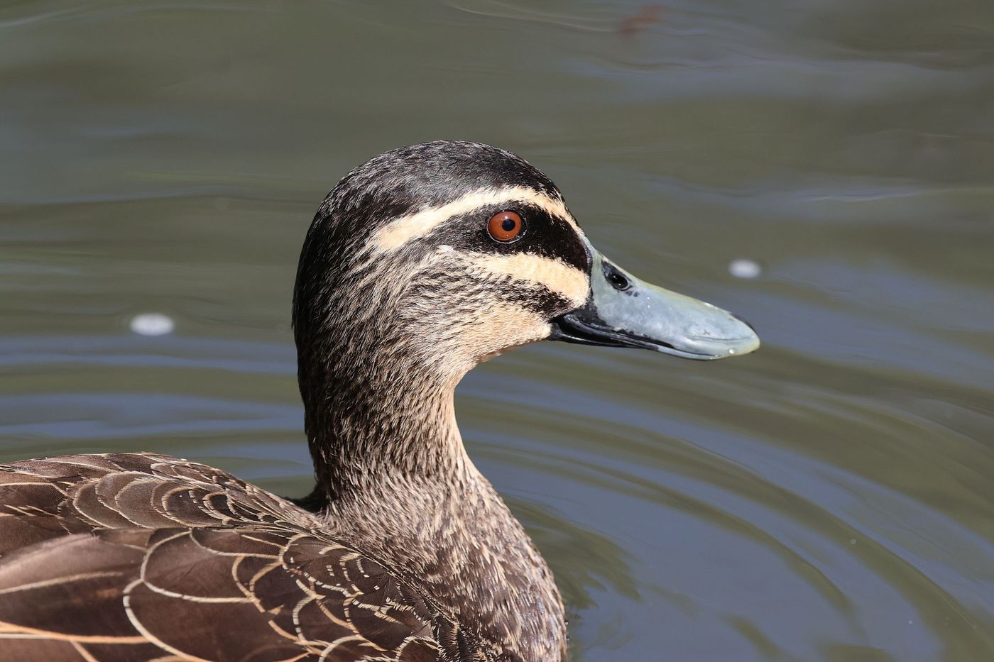 Pacific black duck © Jan Kelchtermans