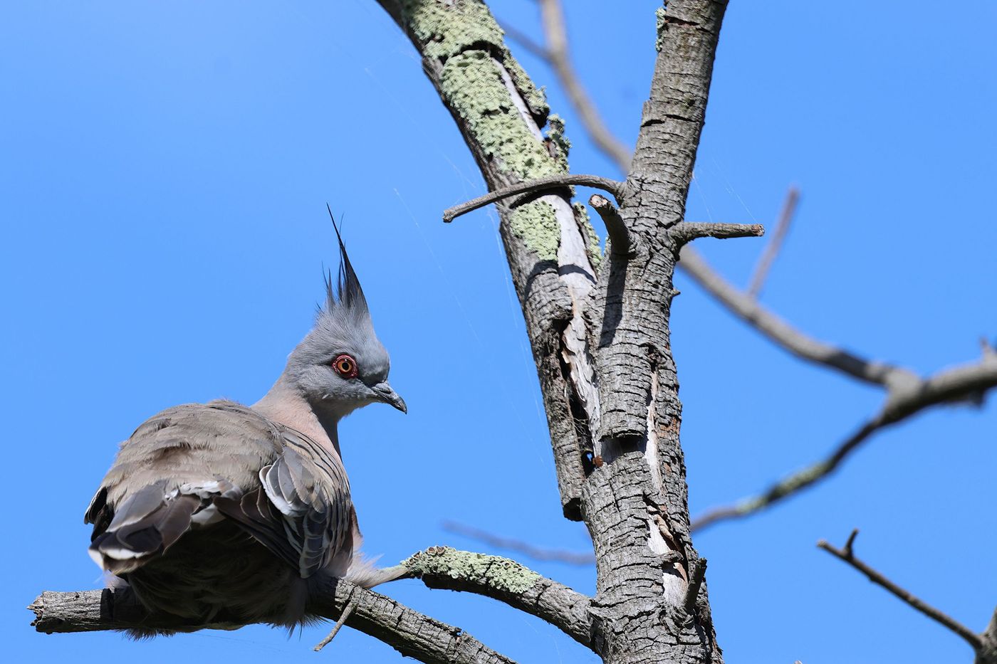 Crested pigeon © Jan Kelchtermans