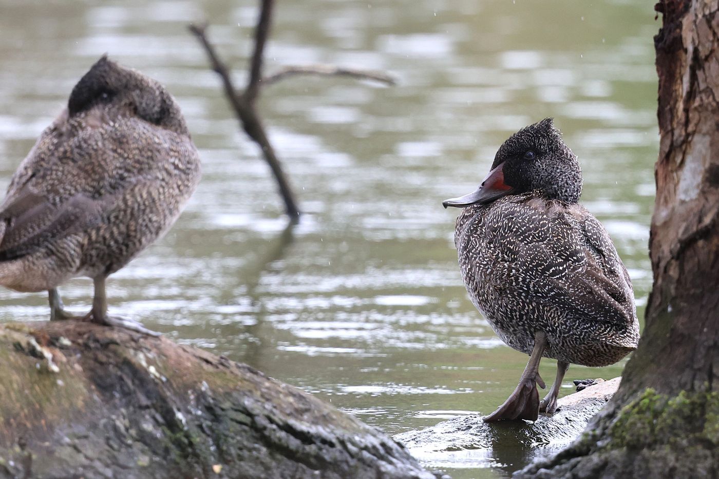 Freckled duck © Jan Kelchtermans