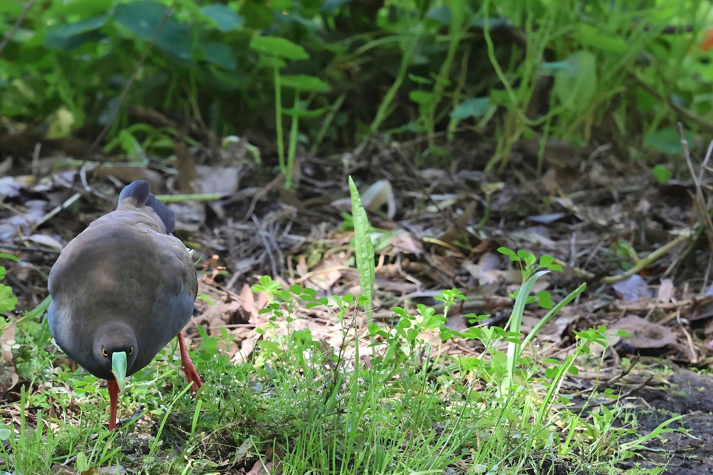 Black-tailed nativehen © Jan Kelchtermans
