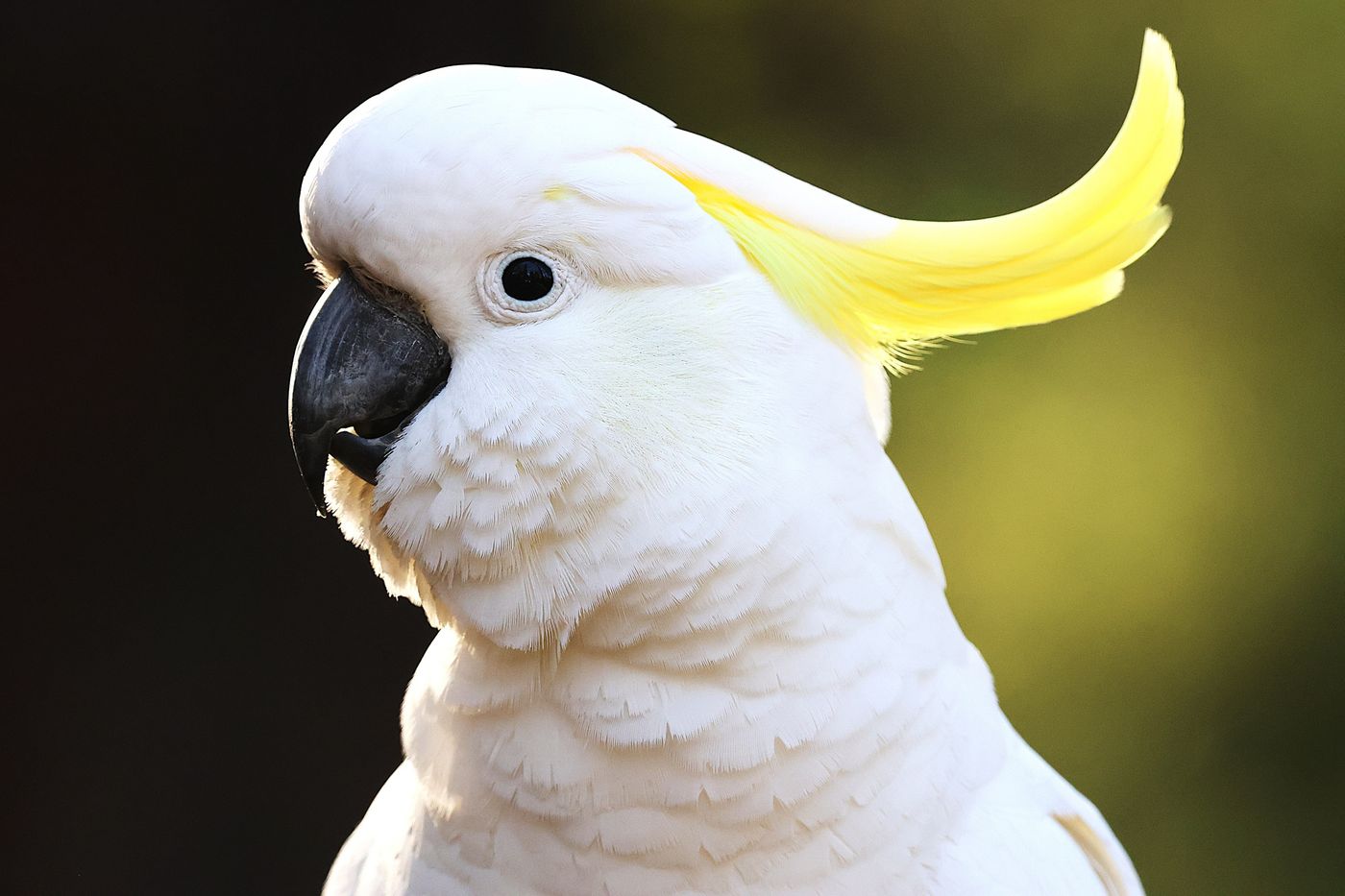 Sulphur-crested cockatoo © Jan Kelchtermans