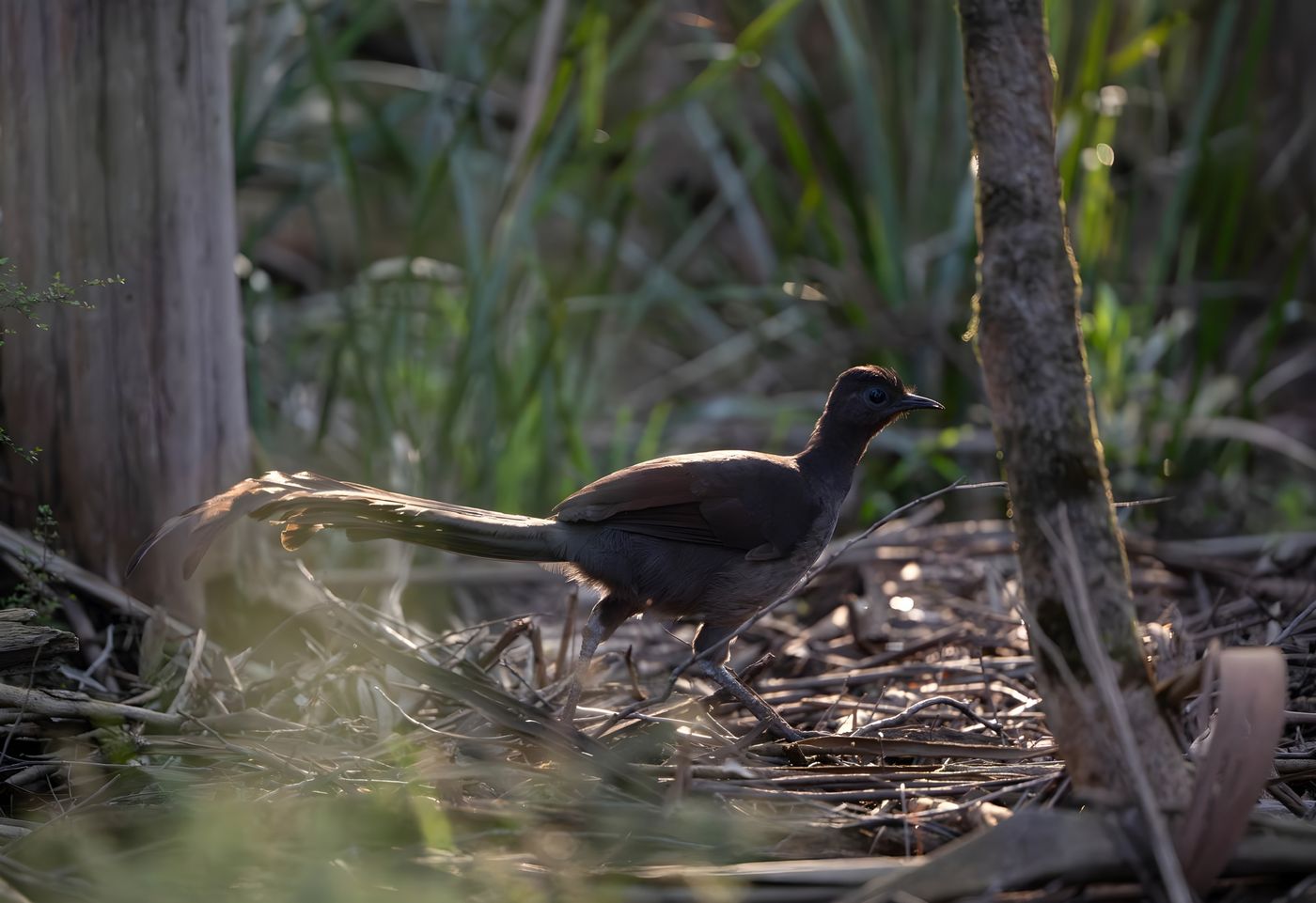 Superb lyrebird © Pascal Pilaat